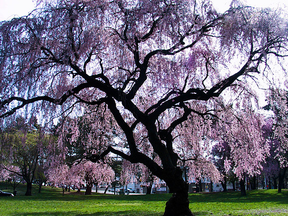 20020414 090910 004 Cherry1